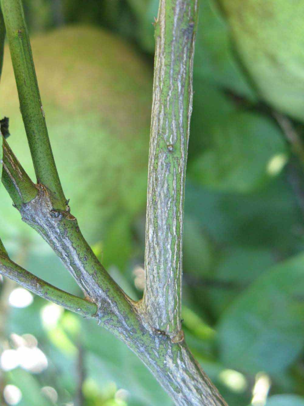              Second - third year twig (Winter Haven, FL)       